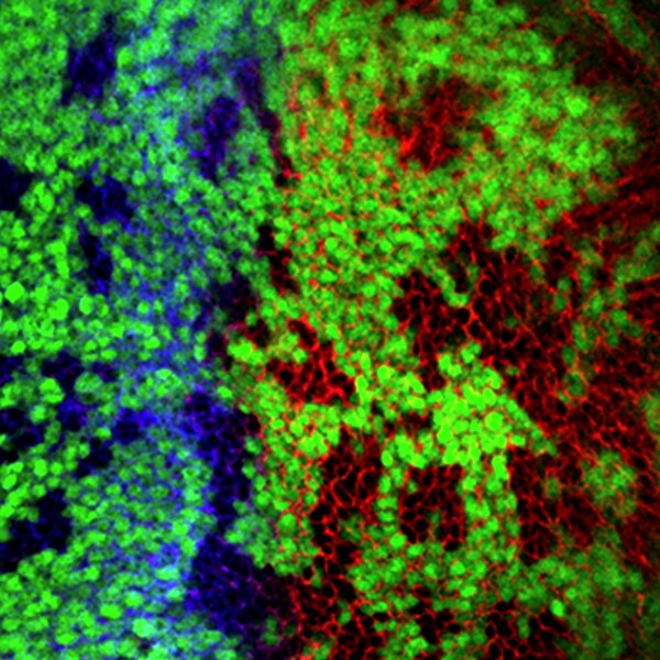 Immunofluorescent (IF) image of Drosophila wing discs labeled with DSHB antibodies 2A1 against Cubitus interruptus, Ci (blue) and Smoothened (20C6) (red). PMID: 39402333, Fig. EV3C.